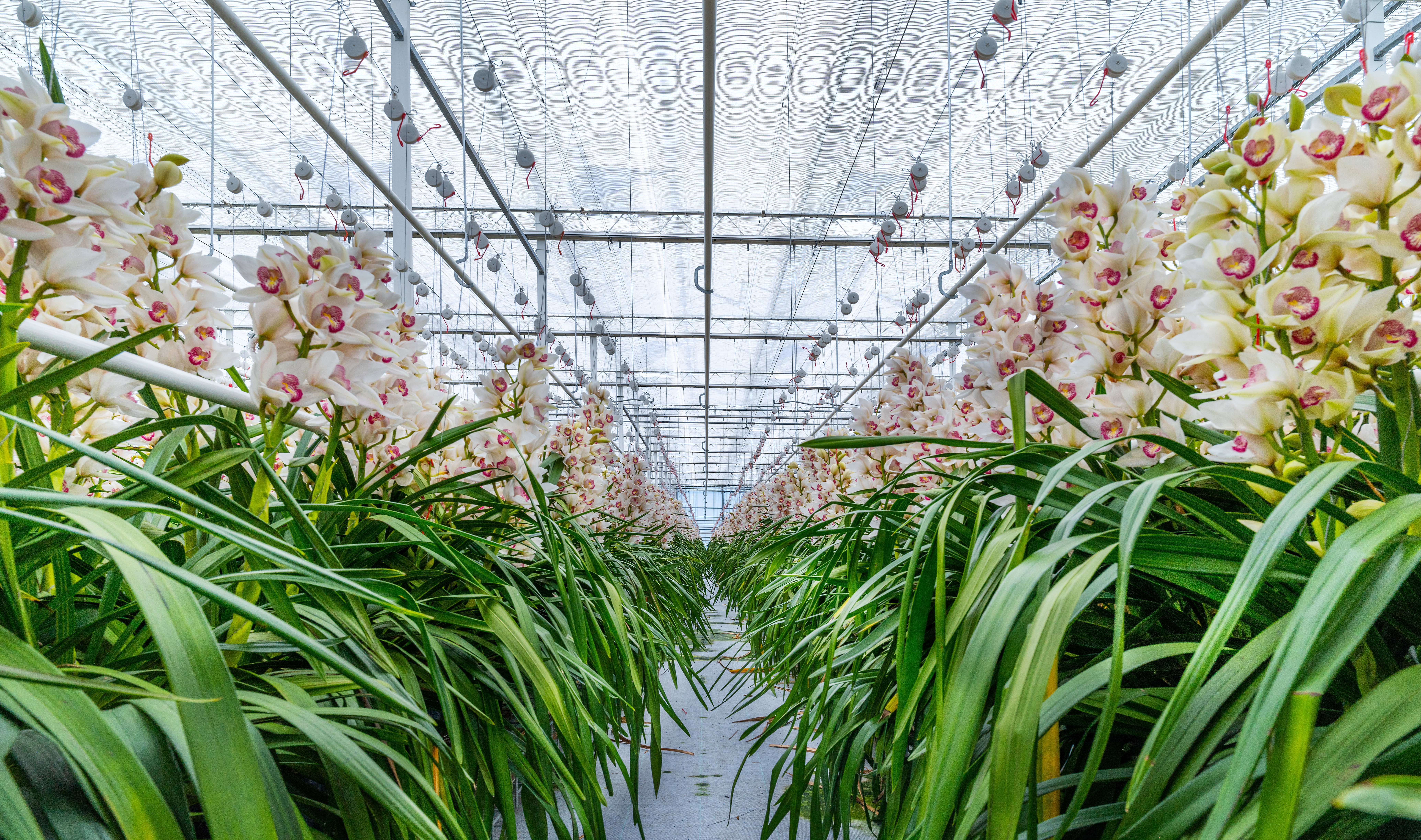 Oplossingen, Alumat Zeeman, Kassen